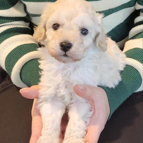 2개월 말티푸 크림이의 가족을 찾습니다.